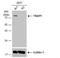 Putative endoplasmin-like protein antibody, NBP2-20700, Novus Biologicals, Western Blot image 