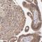 Regulator of nonsense transcripts 3B antibody, NBP1-83134, Novus Biologicals, Immunohistochemistry frozen image 