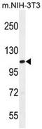 TATA-Box Binding Protein Associated Factor 1 antibody, AP54141PU-N, Origene, Western Blot image 