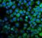 Mitogen-Activated Protein Kinase 11 antibody, A03738-1, Boster Biological Technology, Immunofluorescence image 