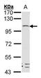 Leucine-rich repeat-containing G-protein coupled receptor 4 antibody, GTX100370, GeneTex, Western Blot image 