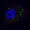 Autophagy Related 4B Cysteine Peptidase antibody, LS-C156592, Lifespan Biosciences, Immunofluorescence image 