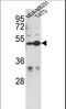 Centrosomal Protein 55 antibody, LS-C168678, Lifespan Biosciences, Western Blot image 