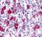G Protein-Coupled Receptor 161 antibody, PA5-33652, Invitrogen Antibodies, Immunohistochemistry frozen image 