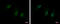 DBF4 Zinc Finger B antibody, GTX120796, GeneTex, Immunofluorescence image 