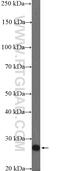 Transcription Elongation Factor A Like 1 antibody, 11993-1-AP, Proteintech Group, Western Blot image 