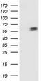 p53 antibody, TA502800, Origene, Western Blot image 