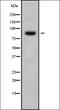 Acylphosphatase 2 antibody, orb337955, Biorbyt, Western Blot image 
