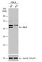 Dihydrolipoamide Dehydrogenase antibody, NBP1-31302, Novus Biologicals, Western Blot image 