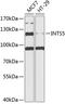 Integrator Complex Subunit 5 antibody, A14452, Boster Biological Technology, Western Blot image 