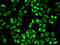 Peroxiredoxin 6 antibody, STJ25108, St John