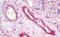 Tissue Factor Pathway Inhibitor antibody, MBS248864, MyBioSource, Immunohistochemistry paraffin image 