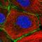 Erbb2 Interacting Protein antibody, HPA048606, Atlas Antibodies, Immunofluorescence image 