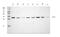 Snail Family Transcriptional Repressor 1 antibody, A00716-2, Boster Biological Technology, Western Blot image 