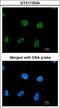 RPA34 antibody, LS-C186287, Lifespan Biosciences, Immunocytochemistry image 