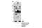 APR antibody, 14766S, Cell Signaling Technology, Immunoprecipitation image 