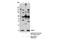 Phorbol-12-Myristate-13-Acetate-Induced Protein 1 antibody, 14766S, Cell Signaling Technology, Immunoprecipitation image 