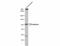 Gephyrin antibody, NBP2-16641, Novus Biologicals, Western Blot image 