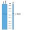 Transforming Growth Factor Beta Receptor 1 antibody, AF3025, R&D Systems, Western Blot image 