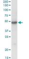 SGSH antibody, H00006448-D01P, Novus Biologicals, Western Blot image 