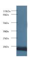 Cytochrome C Oxidase Subunit 5A antibody, MBS7005771, MyBioSource, Western Blot image 