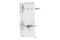 Transcription Factor EB antibody, 37681S, Cell Signaling Technology, Western Blot image 