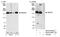 WD Repeat Domain 33 antibody, NB100-58831, Novus Biologicals, Western Blot image 