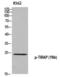 TIR Domain Containing Adaptor Protein antibody, PA5-40297, Invitrogen Antibodies, Western Blot image 