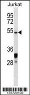 Heat Shock Transcription Factor 5 antibody, 58-397, ProSci, Western Blot image 