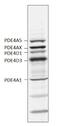 Phosphodiesterase 4A antibody, GTX14628, GeneTex, Western Blot image 