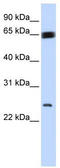Kruppel Like Factor 9 antibody, TA344467, Origene, Western Blot image 