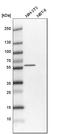 Zinc Finger DHHC-Type Containing 6 antibody, HPA014357, Atlas Antibodies, Western Blot image 