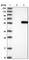 Arginyl Aminopeptidase Like 1 antibody, HPA036772, Atlas Antibodies, Western Blot image 