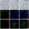 Fibroblast Growth Factor Receptor 3 antibody, M00200-2, Boster Biological Technology, Immunofluorescence image 