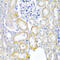 UPF2 Regulator Of Nonsense Mediated MRNA Decay antibody, 14-975, ProSci, Immunohistochemistry paraffin image 
