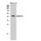 Basigin (Ok Blood Group) antibody, LS-C383357, Lifespan Biosciences, Western Blot image 