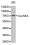 Chloride Voltage-Gated Channel Ka antibody, abx002743, Abbexa, Western Blot image 