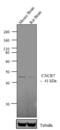 Atypical Chemokine Receptor 3 antibody, PA3-069, Invitrogen Antibodies, Western Blot image 