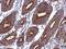 Protein cTAGE-2 antibody, GTX122445, GeneTex, Immunohistochemistry paraffin image 