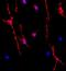 Oligodendrocyte Transcription Factor 1 antibody, NBP2-21066, Novus Biologicals, Immunofluorescence image 