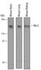 Mannose Receptor C Type 2 antibody, AF4789, R&D Systems, Western Blot image 