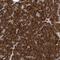 NODAL Modulator 1 antibody, NBP2-46727, Novus Biologicals, Immunohistochemistry frozen image 