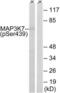 Mitogen-Activated Protein Kinase Kinase Kinase 7 antibody, LS-C199220, Lifespan Biosciences, Western Blot image 