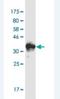 Retinoic Acid Induced 1 antibody, H00010743-M01-100ug, Novus Biologicals, Western Blot image 