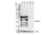 Galectin 9 antibody, 54330T, Cell Signaling Technology, Western Blot image 