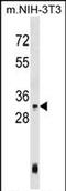 Homeobox C4 antibody, PA5-71991, Invitrogen Antibodies, Western Blot image 