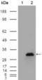 Apolipoprotein A1 antibody, abx010413, Abbexa, Enzyme Linked Immunosorbent Assay image 