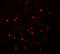 Sterol Regulatory Element Binding Transcription Factor 2 antibody, 7855, ProSci Inc, Immunofluorescence image 