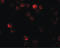Autophagy Related 2B antibody, LS-B8857, Lifespan Biosciences, Immunofluorescence image 