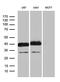 Podoplanin antibody, M01124-3, Boster Biological Technology, Western Blot image 